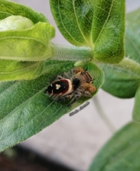 Phidippus cruentus