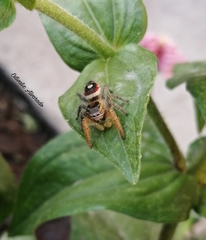 Phidippus cruentus