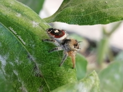 Phidippus cruentus