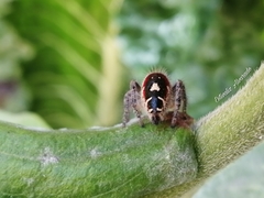 Phidippus cruentus