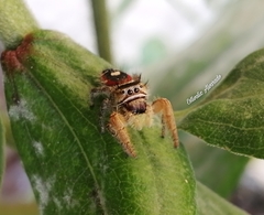 Phidippus cruentus