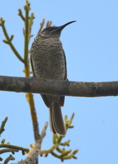 Gliciphila undulata