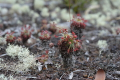 Drosera neocaledonica