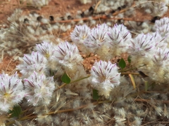 Ptilotus axillaris