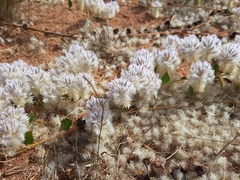 Ptilotus axillaris
