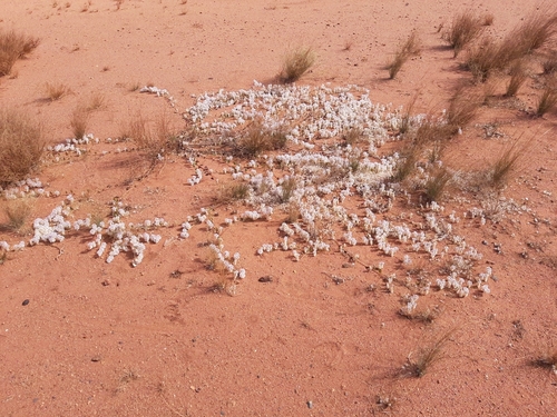 Image of Ptilotus axillaris by (c) Tim Hammer, some rights reserved (CC BY)