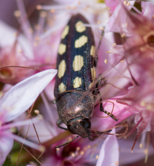 Castiarina parallela