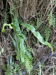Microsorum scandens