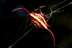 Gasteracantha falcicornis