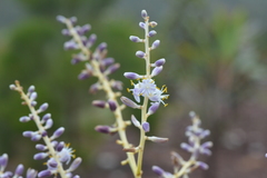 Cordyline neocaledonica