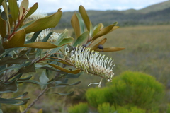 Grevillea exul
