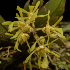 Sarcochilus parviflorus