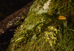 Sarcochilus parviflorus