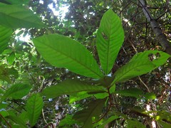 Wetria australiensis