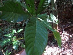 Wetria australiensis