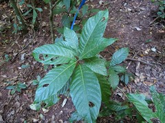 Wetria australiensis
