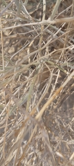 Bagrada hilaris