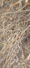 Bagrada hilaris