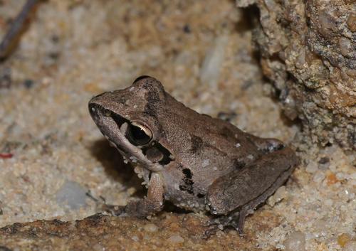 Broad-palmed Rocket Frog