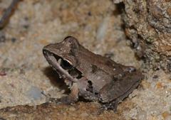 Broad-Palmed Rocket Frog photo 2