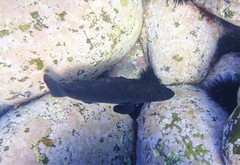 Epinephelus daemelii