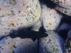 Epinephelus daemelii