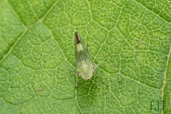 Graphocephala ignava
