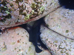 Epinephelus daemelii