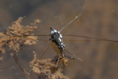 Limnogonus fossarum