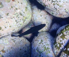 Epinephelus daemelii