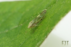 Graphocephala ignava