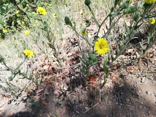Image of Madia Chilensis (Madia chilensis) by (c) Fernanda Isidora Améstica Rojas, some rights reserved (CC BY)