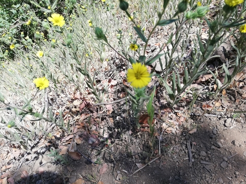 Image of Madia Chilensis (Madia chilensis) by (c) Fernanda Isidora Améstica Rojas, some rights reserved (CC BY)