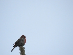 Haemorhous mexicanus