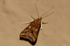 Diasemia monostigma