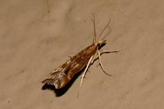 Diasemia monostigma
