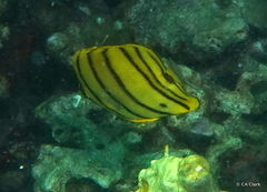 Chaetodon octofasciatus
