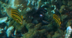 Chaetodon octofasciatus