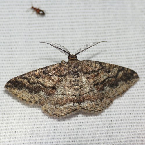 Pterospoda nigrescens (Hulst, 1898)