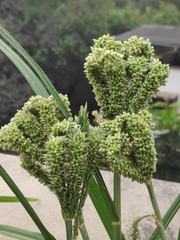 Eleusine coracana