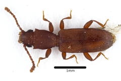 Silvanus unidentatus