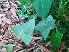 Solena amplexicaulis