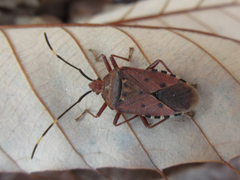 Urochela quadrinotata