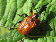Apoderus jekelii