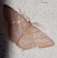 Pleuroprucha