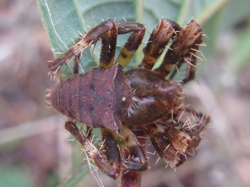 Araneus stella
