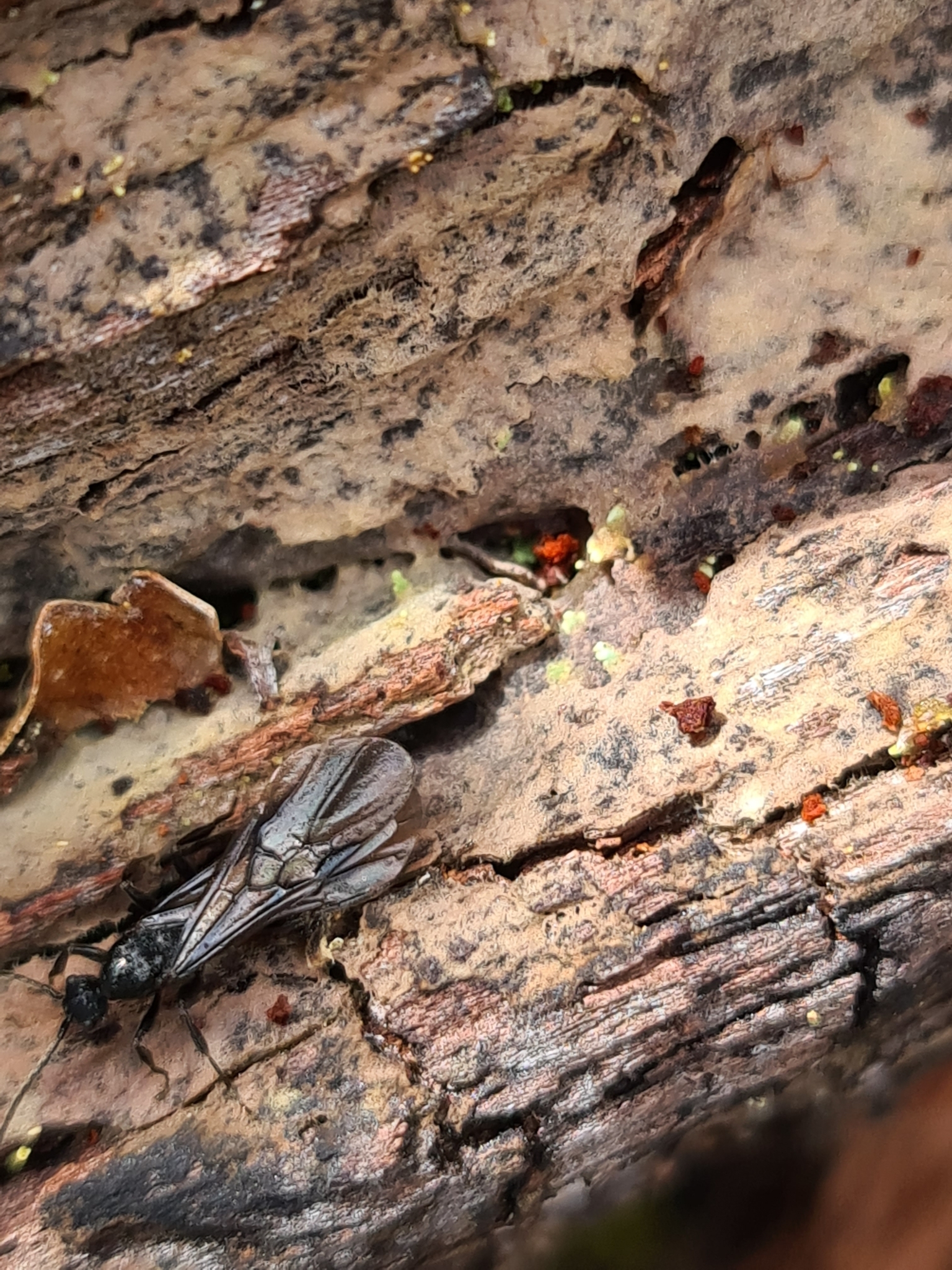 Huberia striata