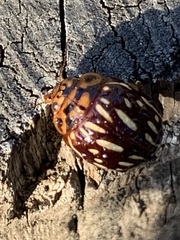 Paropsisterna anomala