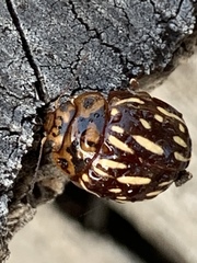 Paropsisterna anomala