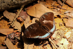 Tanaecia whiteheadi